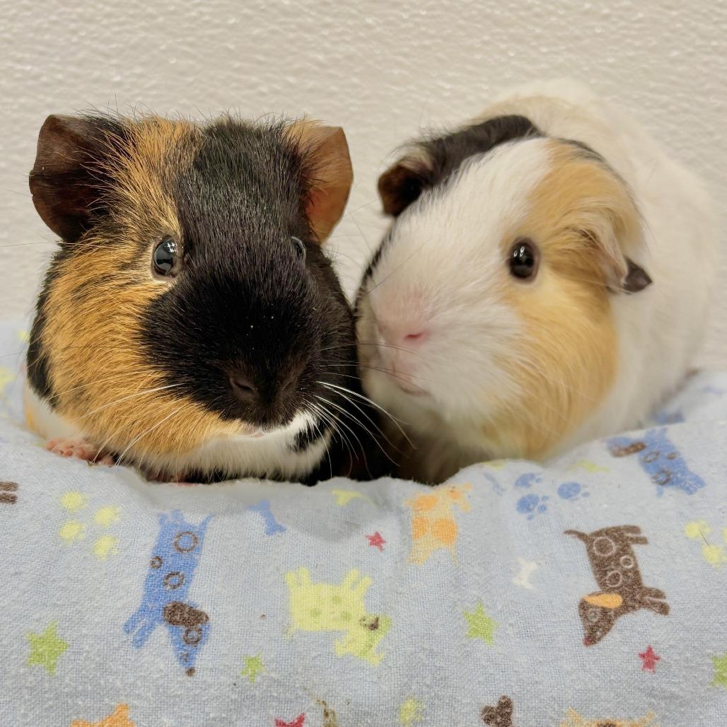 Coffee with Pudding, Adoptable, Young Male Guinea Pig.