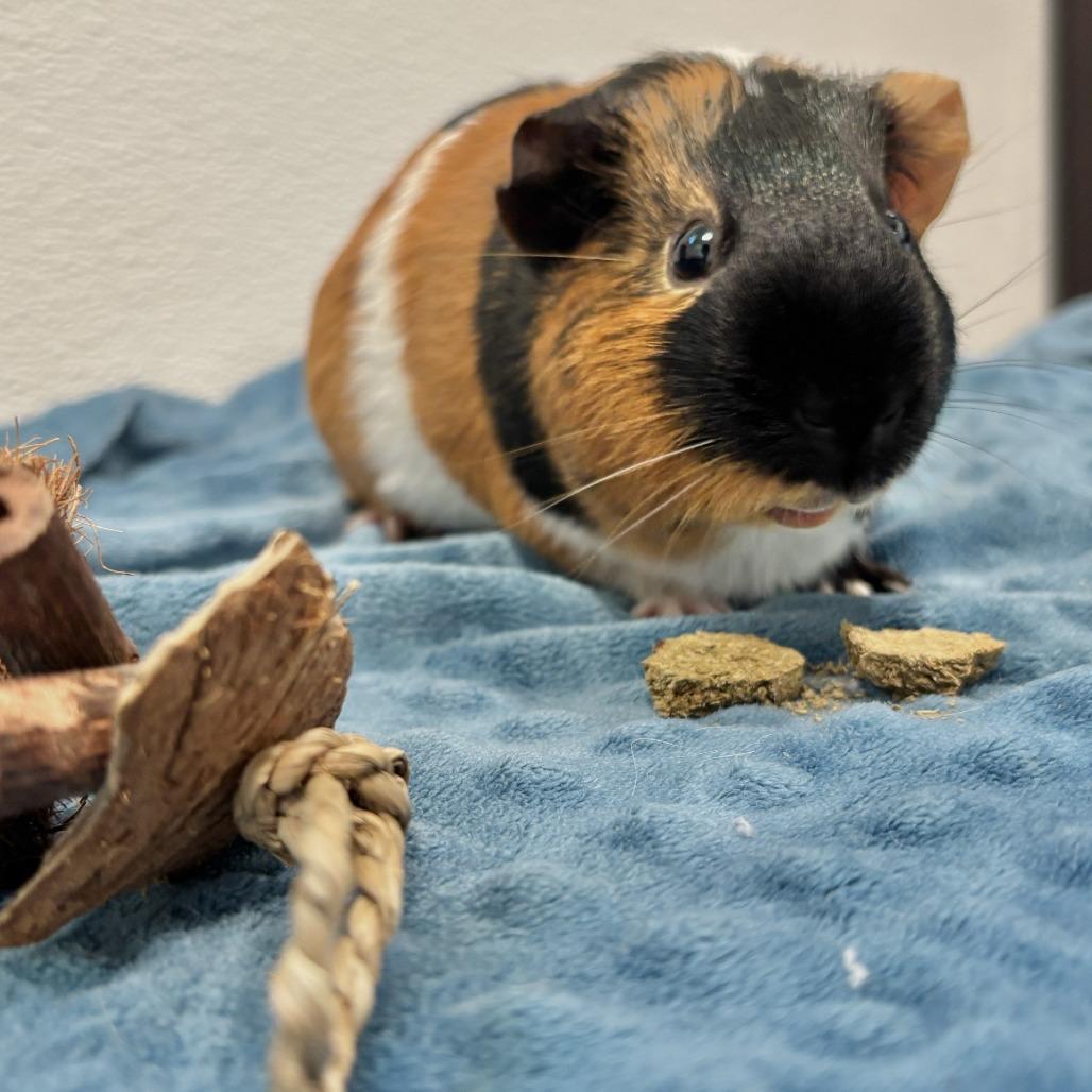 Enlarge Coffee with Pudding, a Adoptable Guinea Pig in Manchester, CT image 2/6