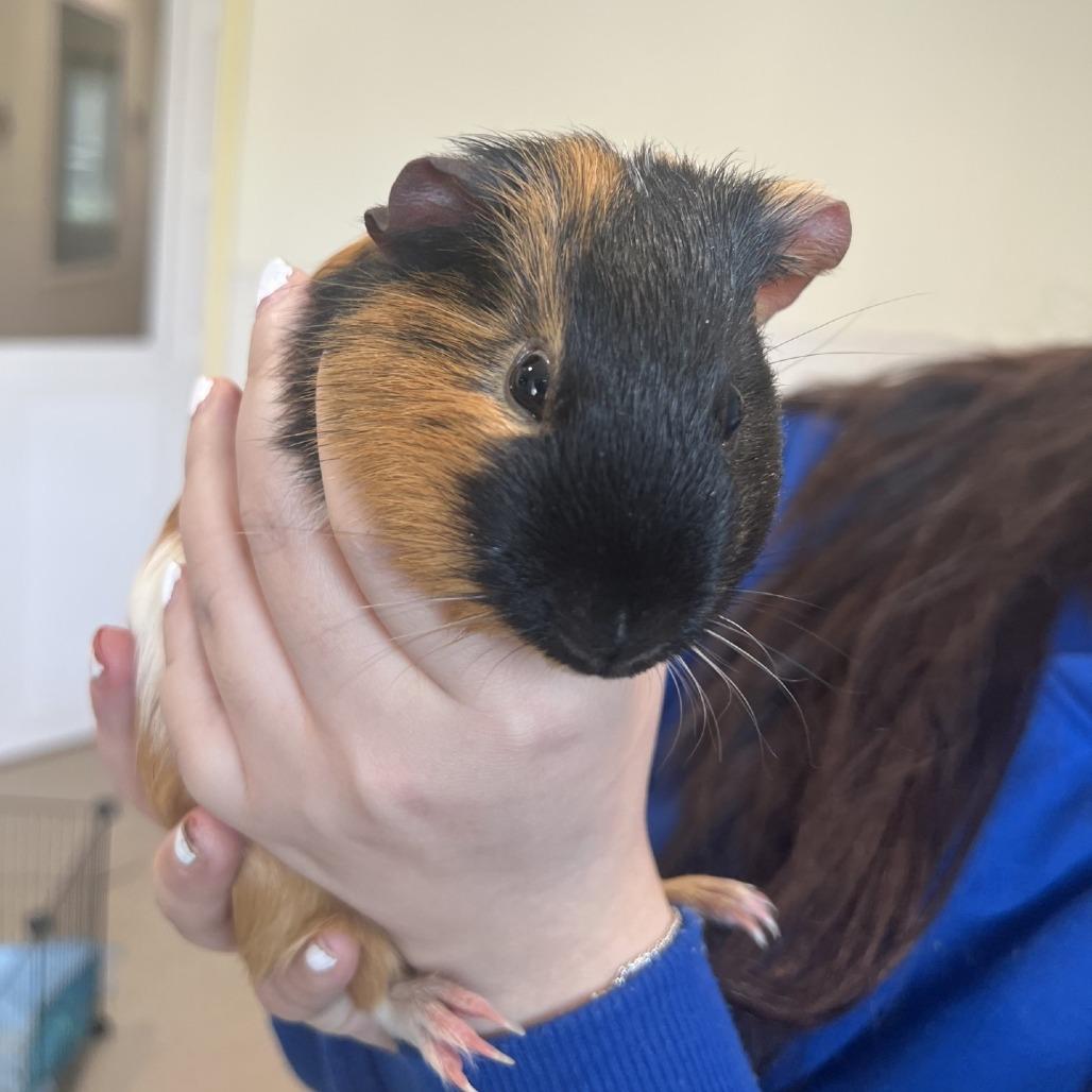 Enlarge Coffee with Pudding, a Adoptable Guinea Pig in Manchester, CT image 3/6