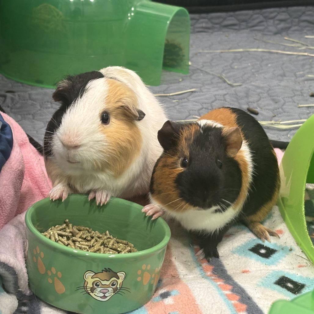 Enlarge Coffee with Pudding, a Adoptable Guinea Pig in Manchester, CT image 4/6