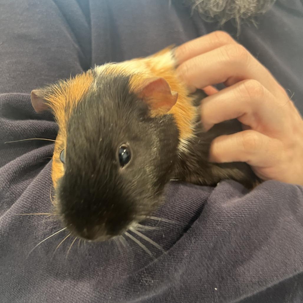 Enlarge Coffee with Pudding, a Adoptable Guinea Pig in Manchester, CT image 5/6
