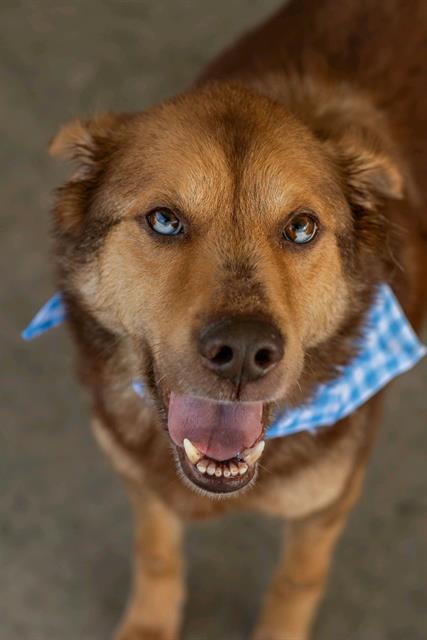 APOLLO, Adoptable, Adult Male Husky & German Shepherd Dog.