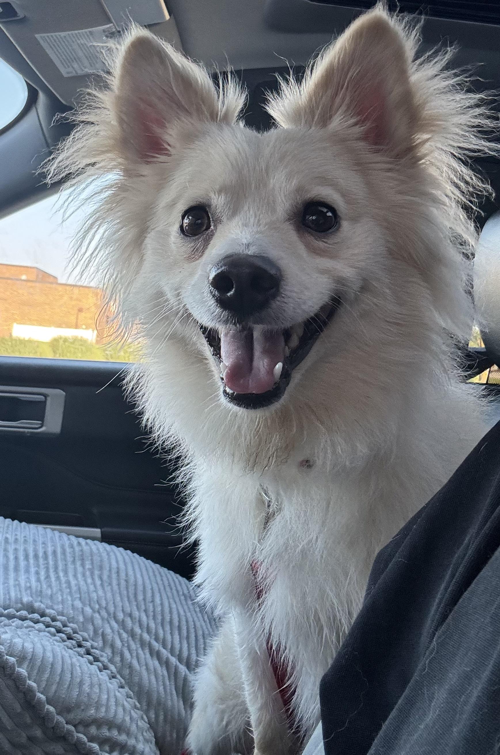 Milo, a ADOPTABLE mixed breed in Cedar Rapids, IA image 4/6