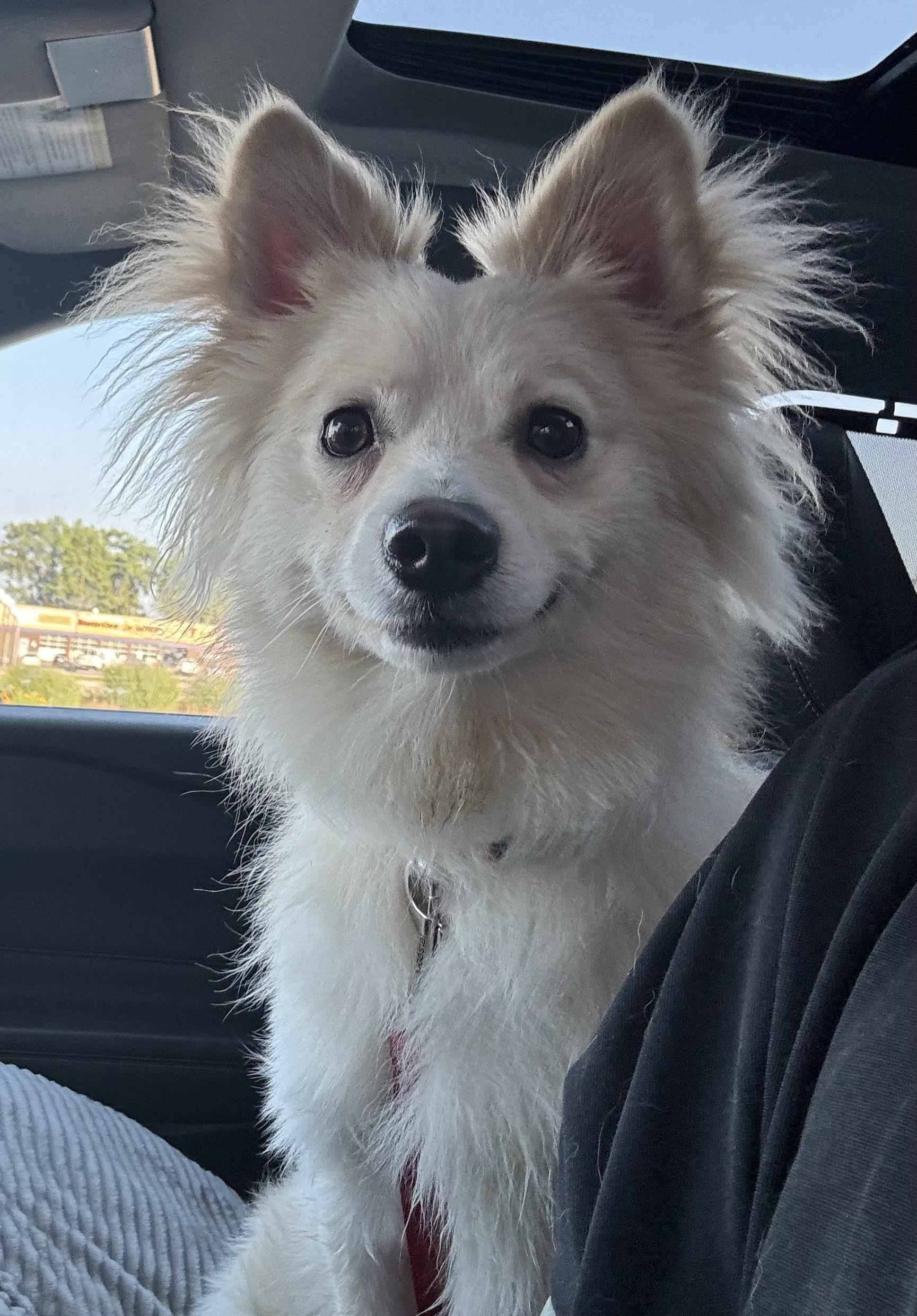 Milo, a ADOPTABLE mixed breed in Cedar Rapids, IA image 5/6