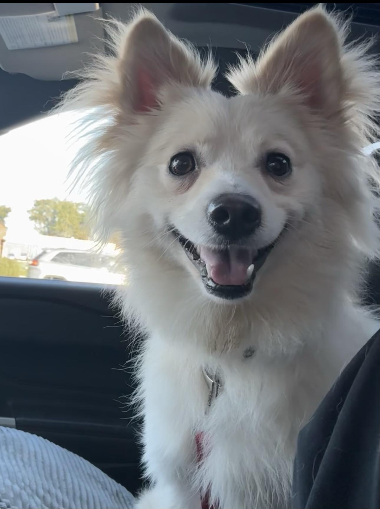 Milo, a ADOPTABLE mixed breed in Cedar Rapids, IA image 6/6