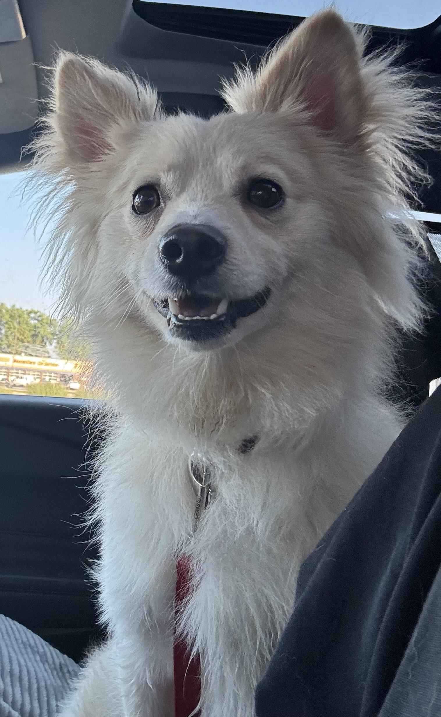 Milo, a ADOPTABLE mixed breed in Cedar Rapids, IA image 2/6