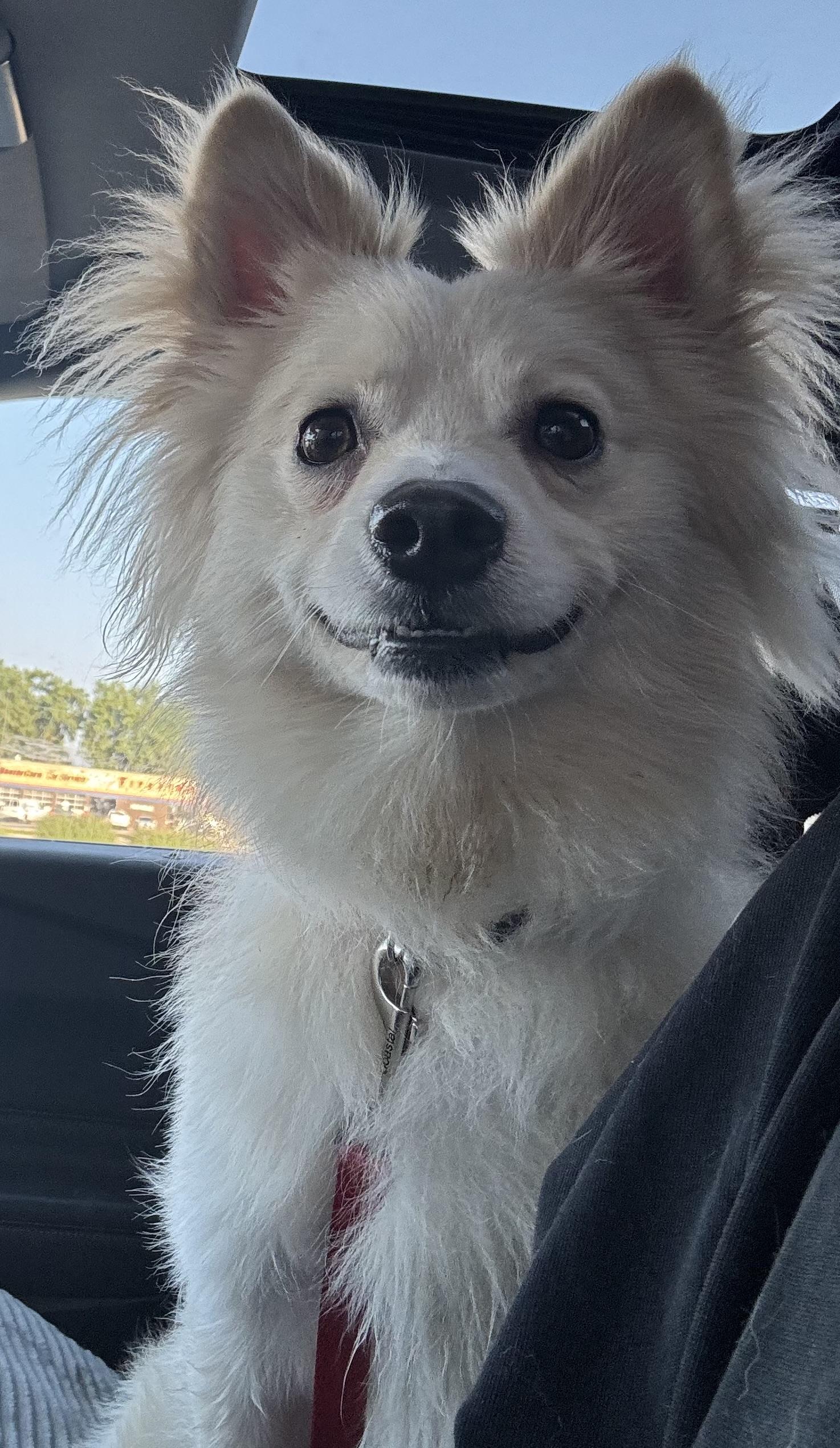 Milo, ADOPTABLE, Young Male Pomeranian & Chihuahua.