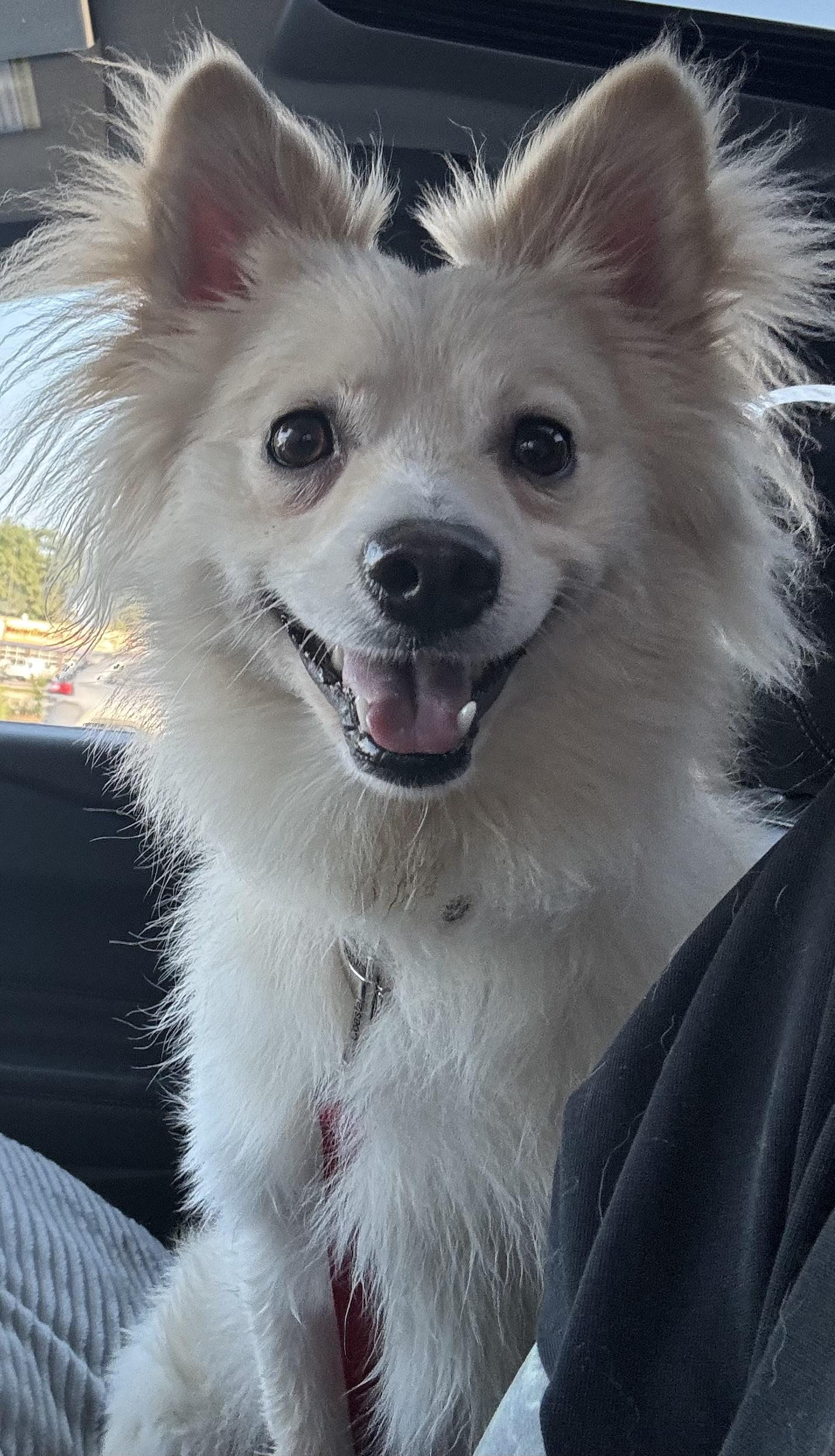 Milo, a ADOPTABLE mixed breed in Cedar Rapids, IA image 3/6