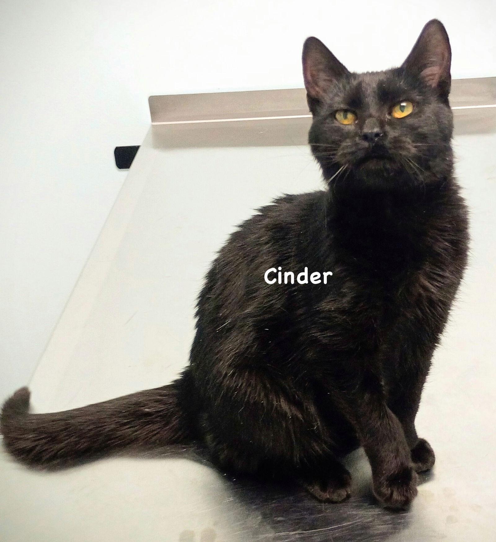 Cinder, Adoptable, Young Female Domestic Short Hair.