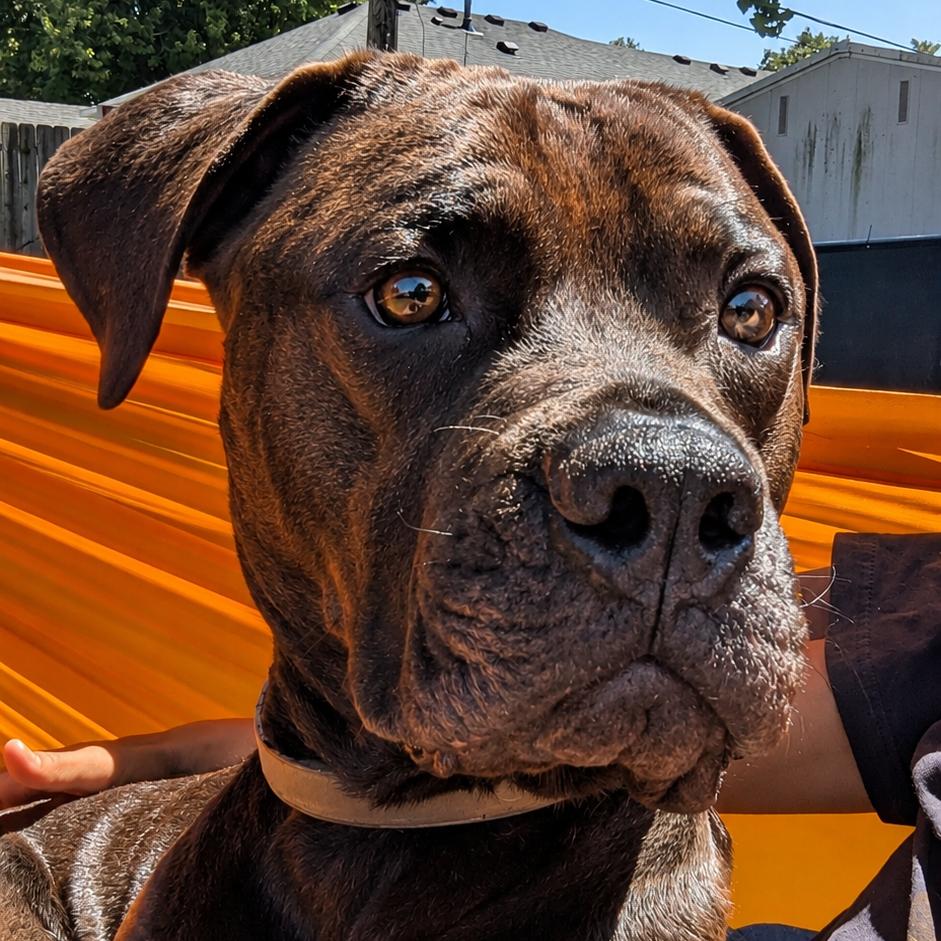 Chesty, Adoptable, Adult Male Mixed Breed.