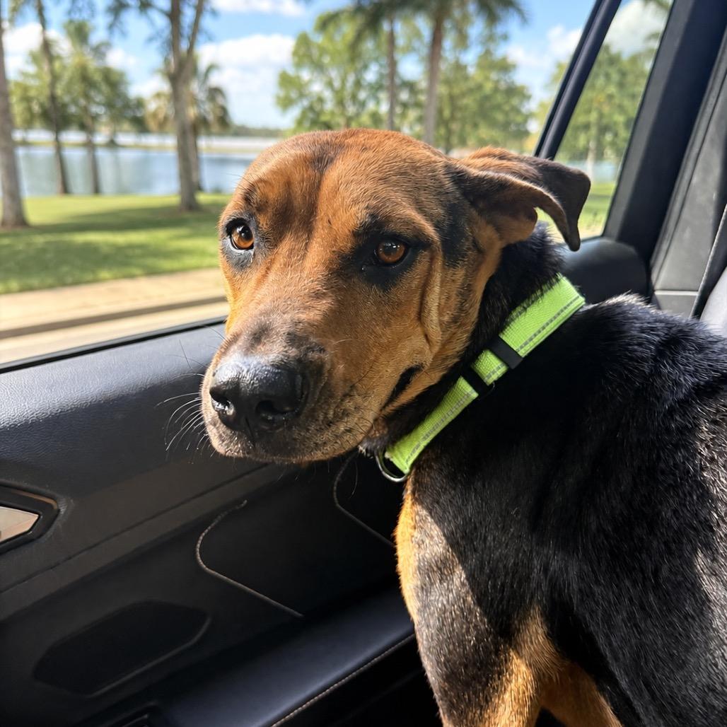 Sun, Adoptable, Young Female Coonhound & Mixed Breed.
