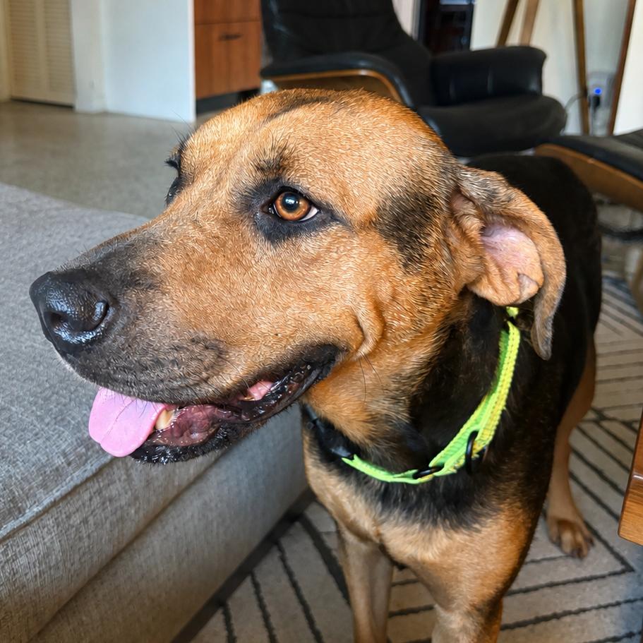 Enlarge Sun, a Adoptable mixed breed in Sarasota, FL image 3/6