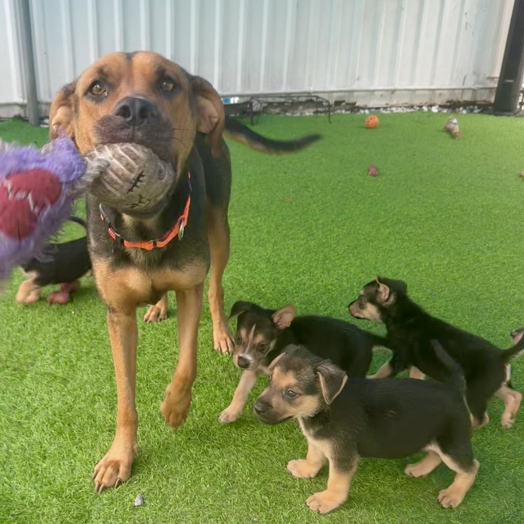 Enlarge Sun, a Adoptable mixed breed in Sarasota, FL image 4/6