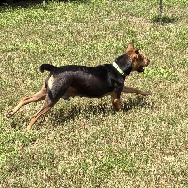Enlarge Sun, a Adoptable mixed breed in Sarasota, FL image 5/6