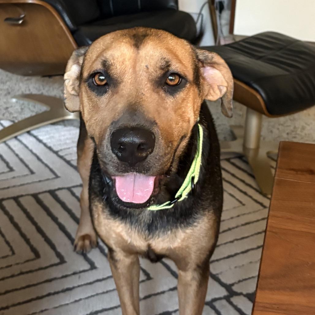 Enlarge Sun, a Adoptable mixed breed in Sarasota, FL image 6/6