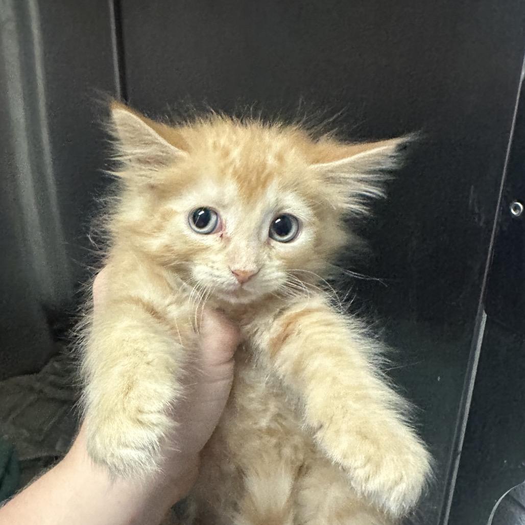 Wednesday, adopted, Young Female Domestic Medium Hair.