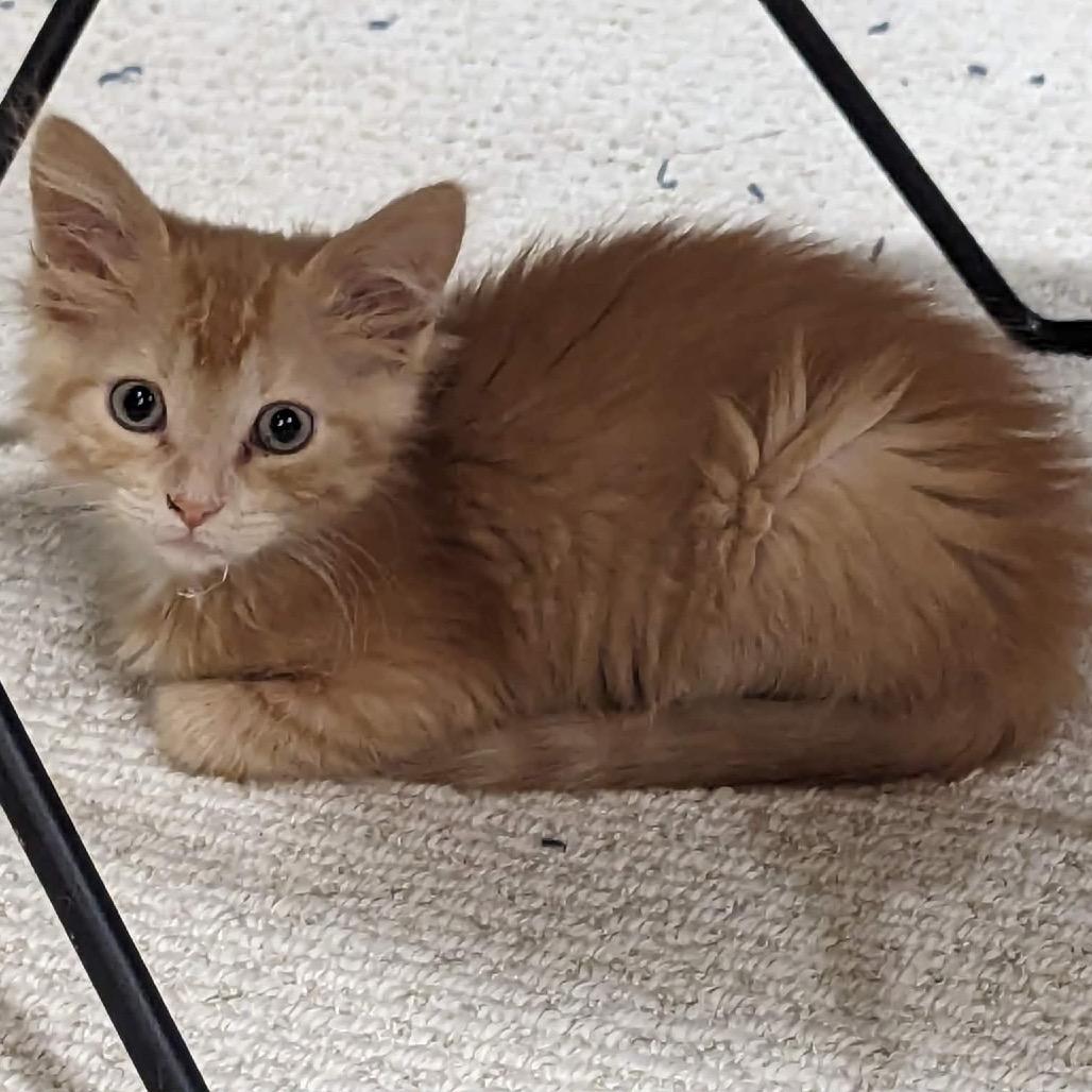 Wednesday, an adopted Domestic Medium Hair in Clinton, IL image 2/2
