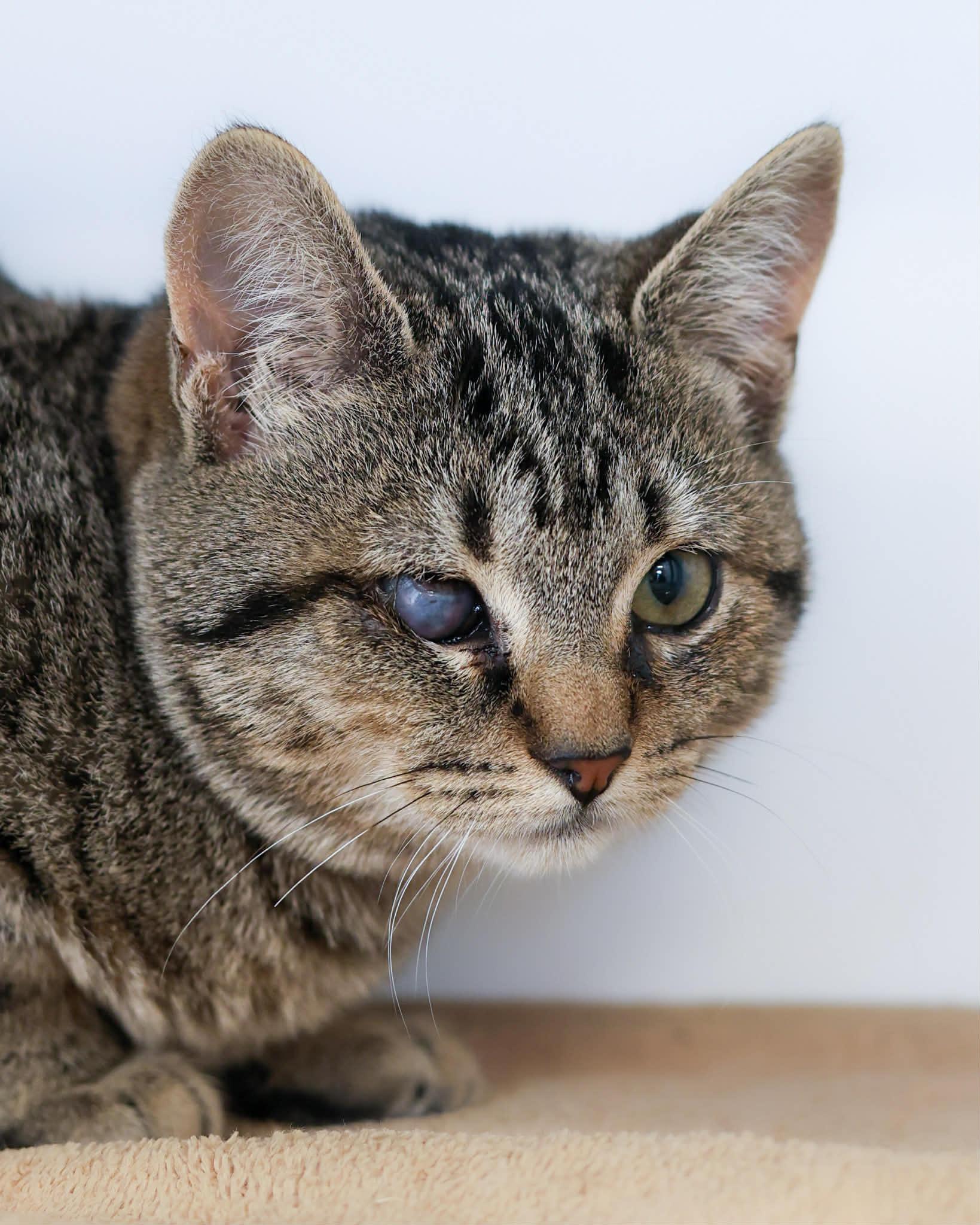 SLINKY , ADOPTABLE, Young Female Domestic Short Hair.