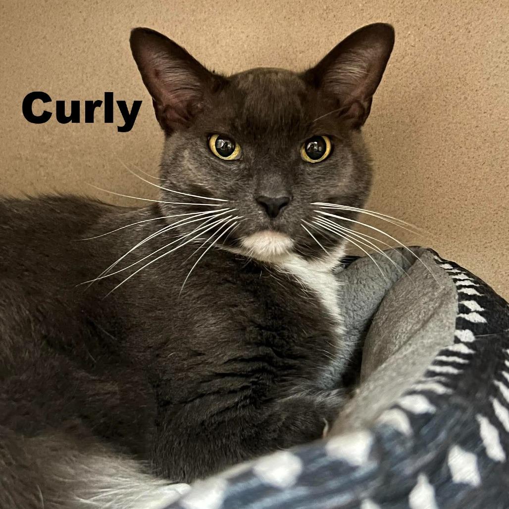 Curly 260713, Adoptable, Senior Male Domestic Short Hair.