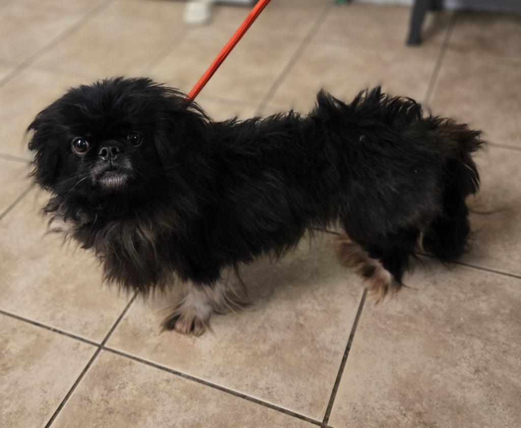 Razi, a Adoptable Pekingese in Viroqua, WI image 1/2