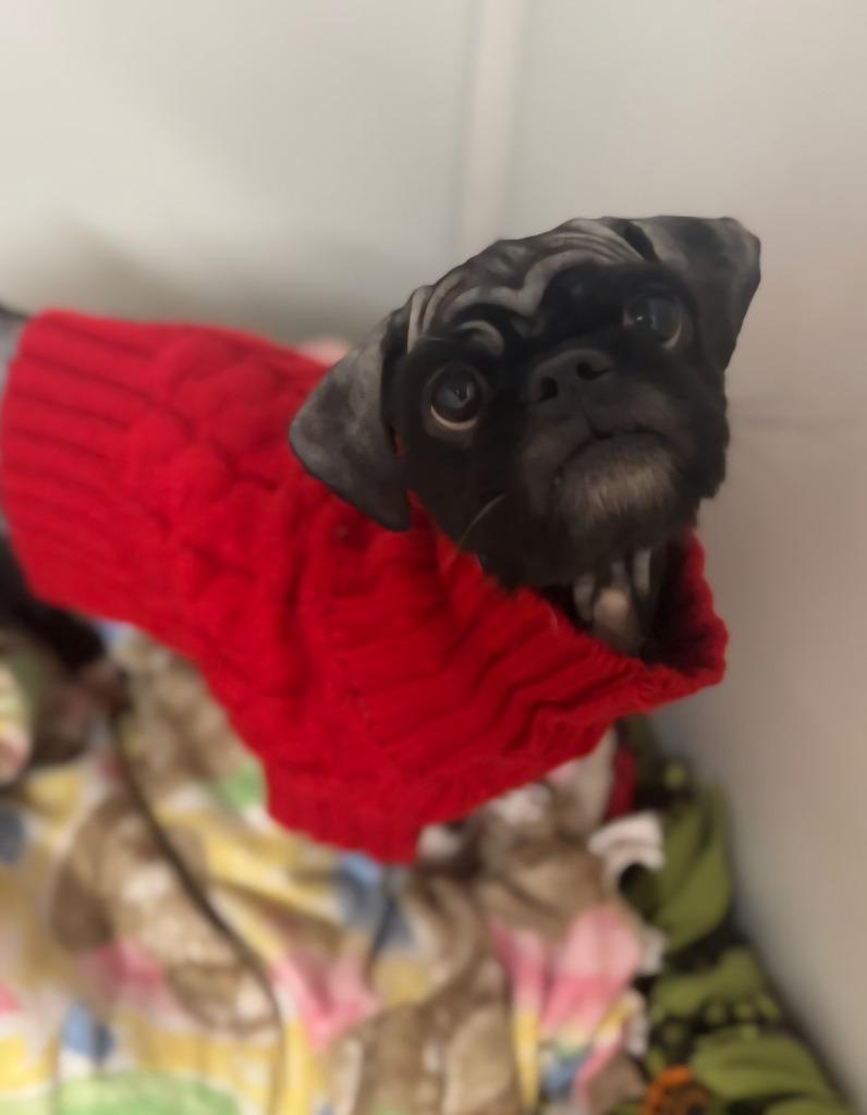 Razi, a Adoptable Pekingese in Viroqua, WI image 2/2