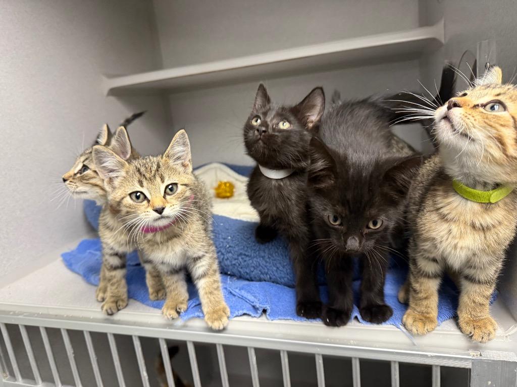 Boo, Adoptable, Kitten Female Domestic Short Hair.