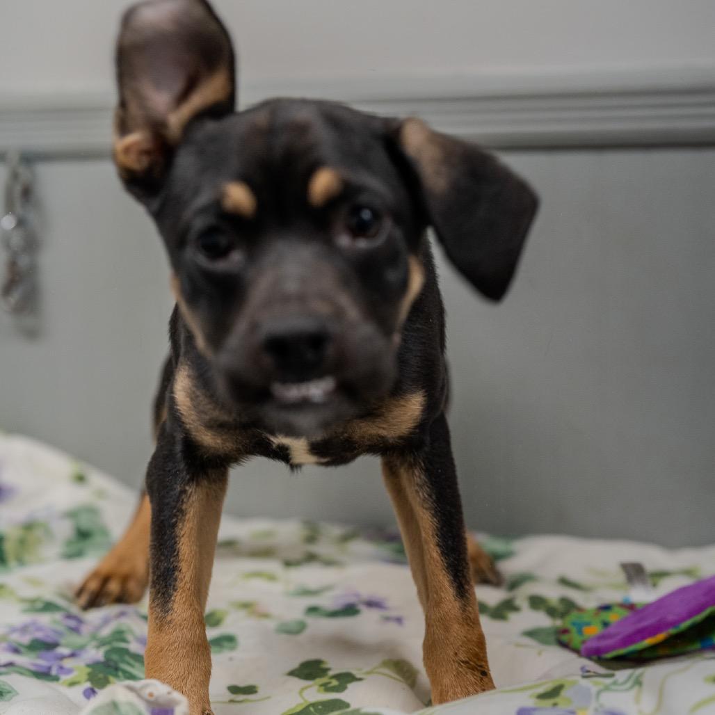 Clue, Adoptable, Puppy Female Boxer & Mixed Breed.