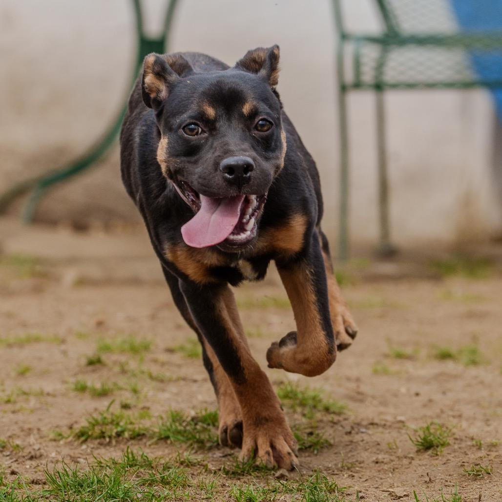 Clue, a Adoptable mixed breed in Pawling, NY image 1/6