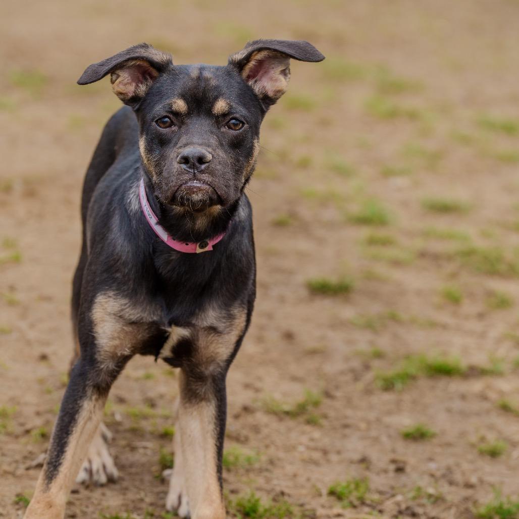 Clue, Adoptable, Young Female Rottweiler & Boxer.