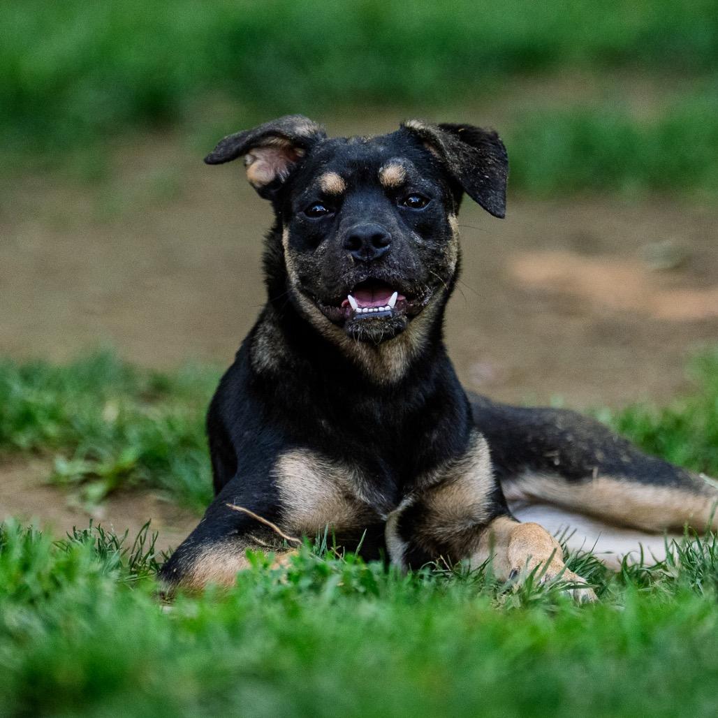 Clue, a Adoptable mixed breed in Pawling, NY image 2/6