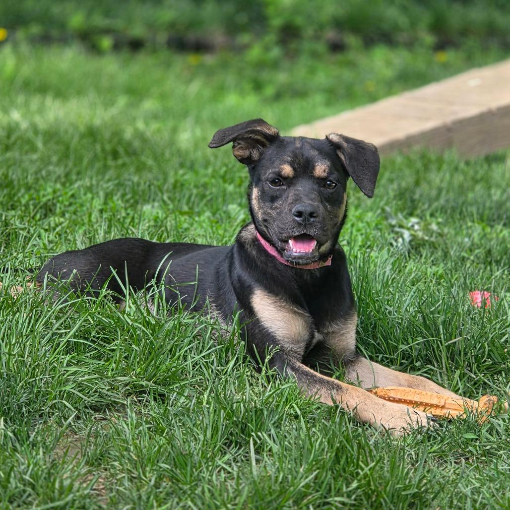 Clue, a Adoptable mixed breed in Pawling, NY image 3/6