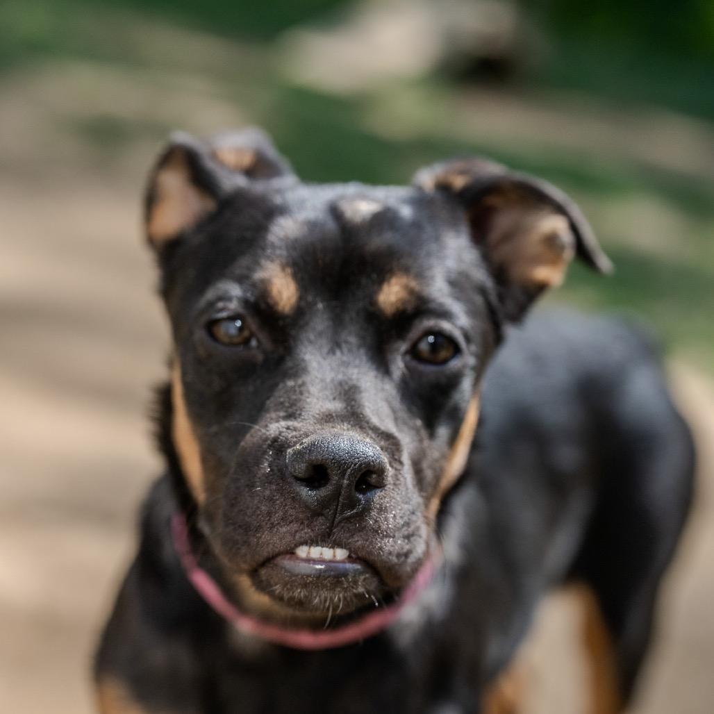Clue, a Adoptable mixed breed in Pawling, NY image 3/6