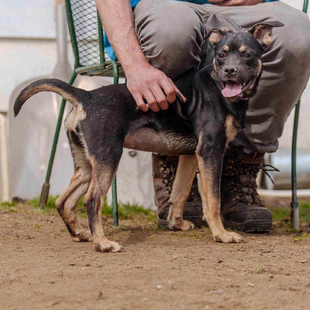Enlarge Clue, a Adoptable mixed breed in Pawling, NY image 2/6