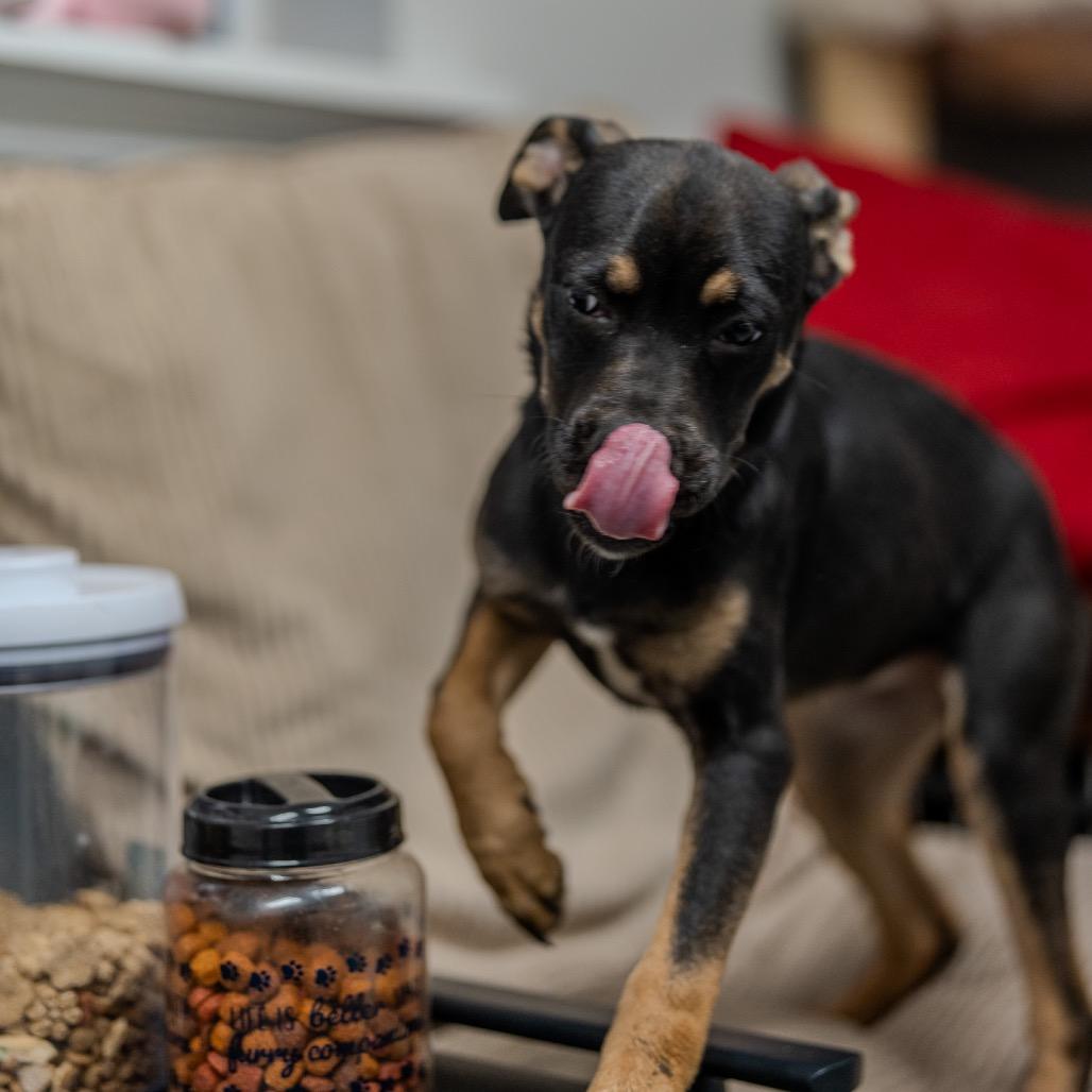 Enlarge Clue, a Adoptable mixed breed in Pawling, NY image 3/6