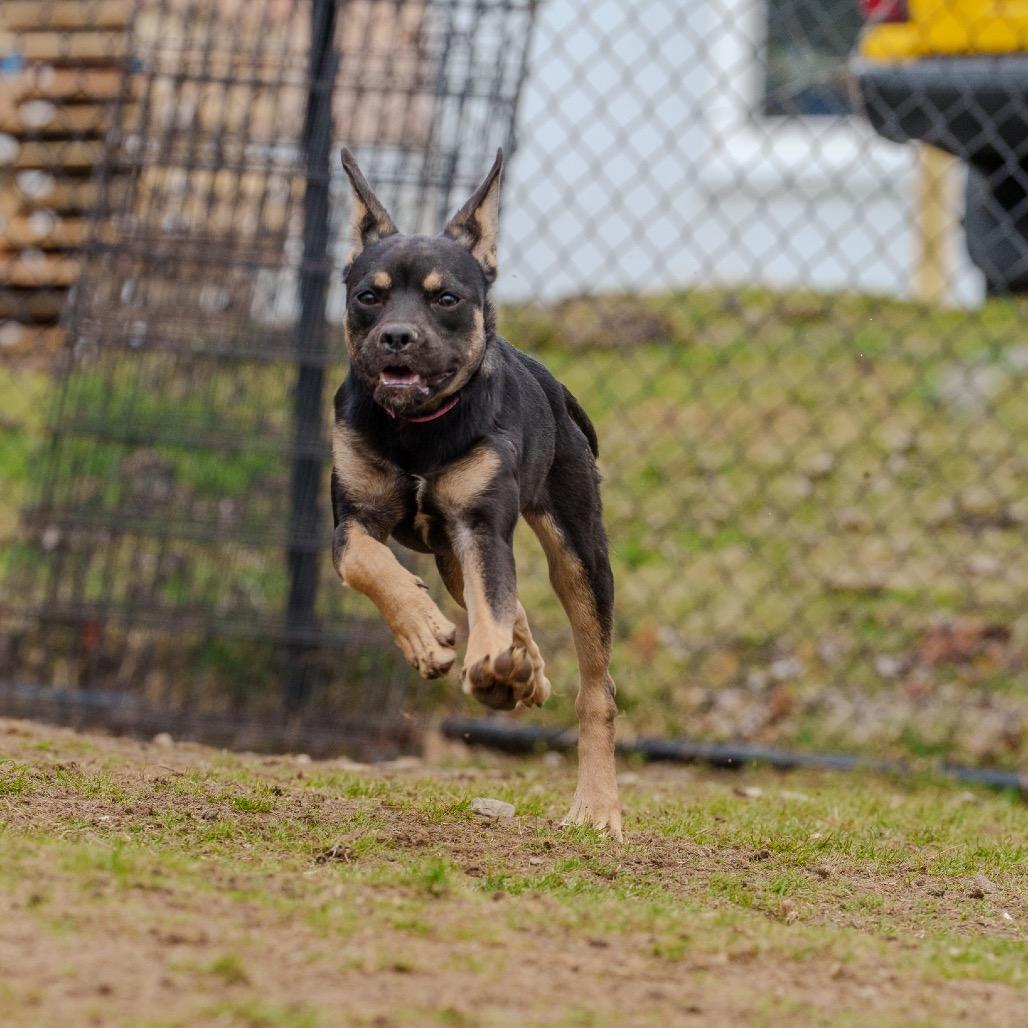 Clue, a Adoptable mixed breed in Pawling, NY image 3/6