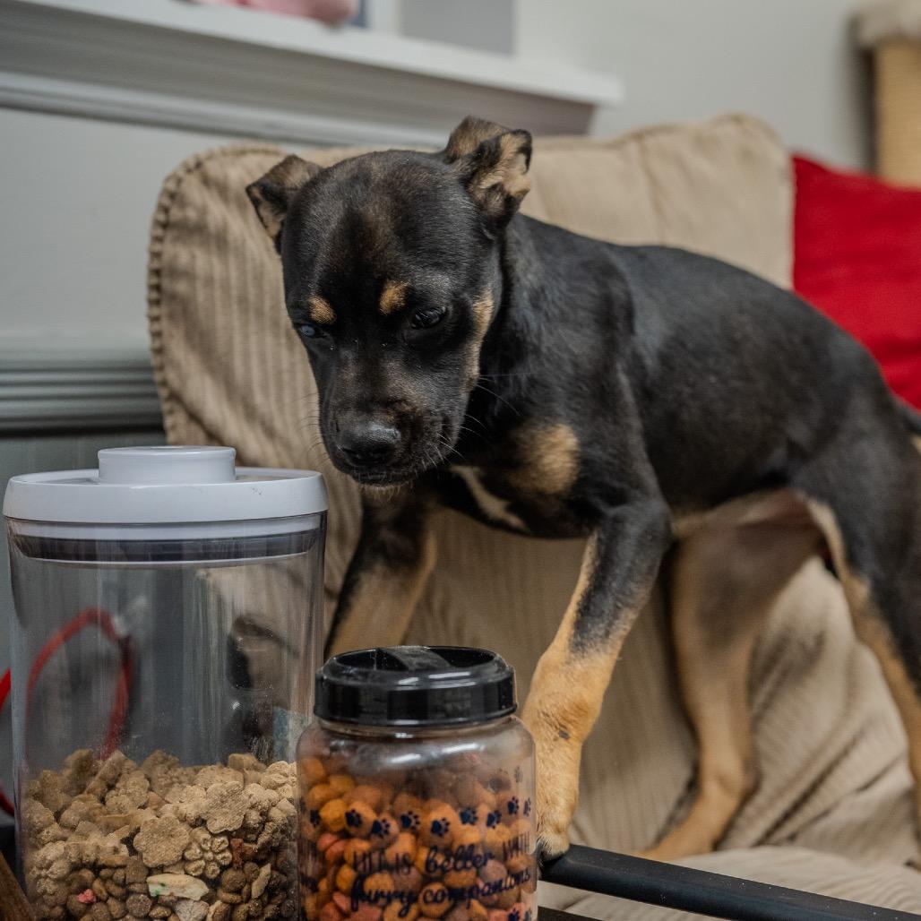 Enlarge Clue, a Adoptable mixed breed in Pawling, NY image 4/6