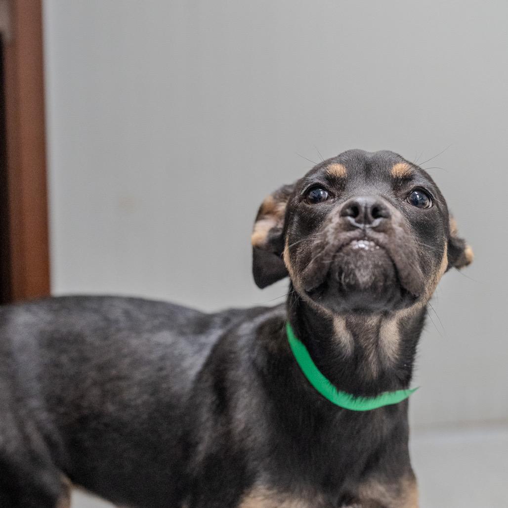 Enlarge Clue, a Adoptable mixed breed in Pawling, NY image 5/6