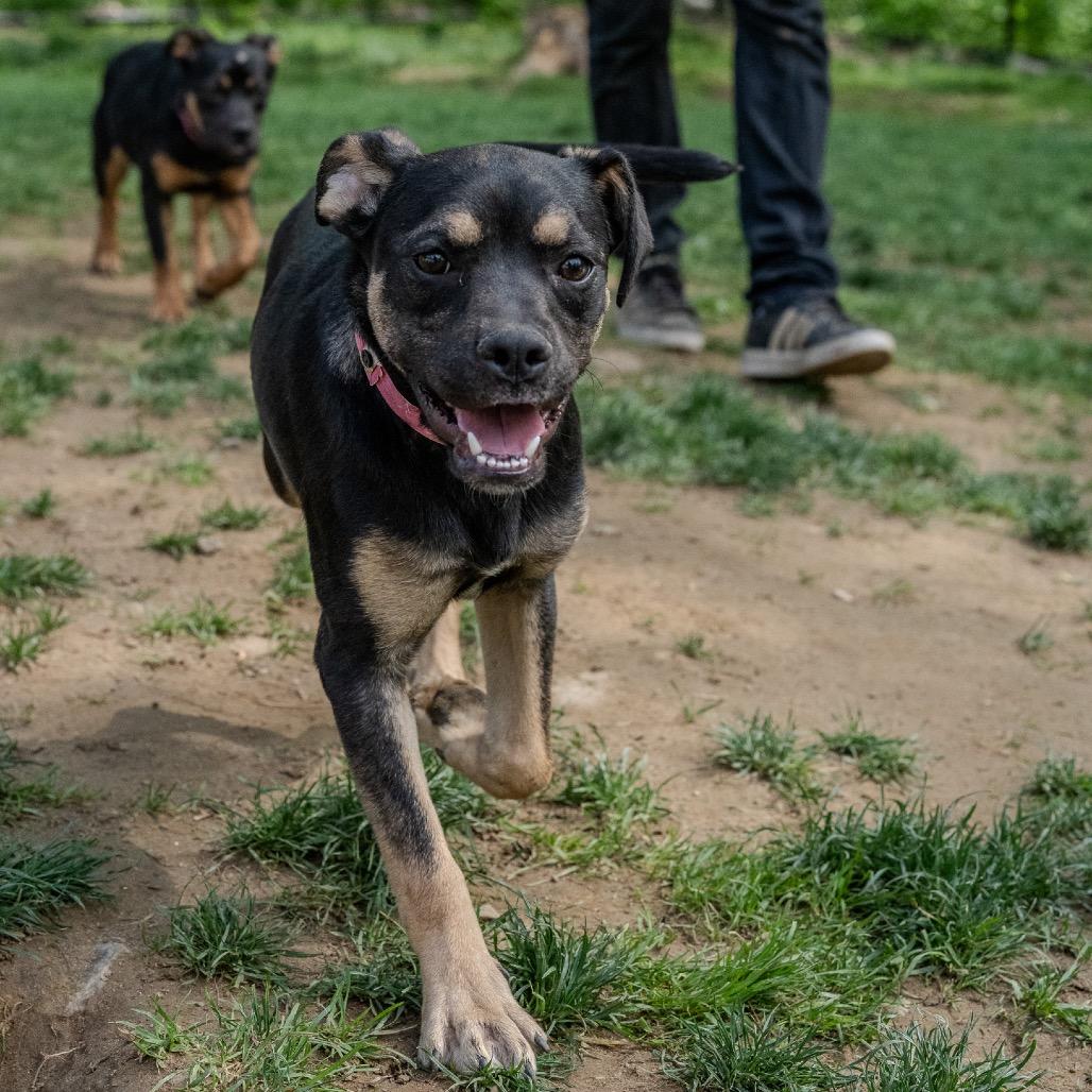 Clue, a Adoptable mixed breed in Pawling, NY image 4/6