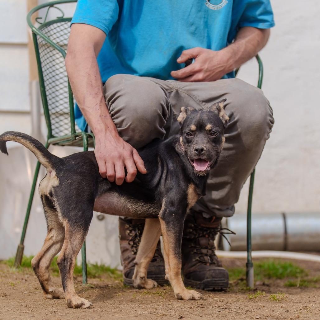 Clue, a Adoptable mixed breed in Pawling, NY image 5/6