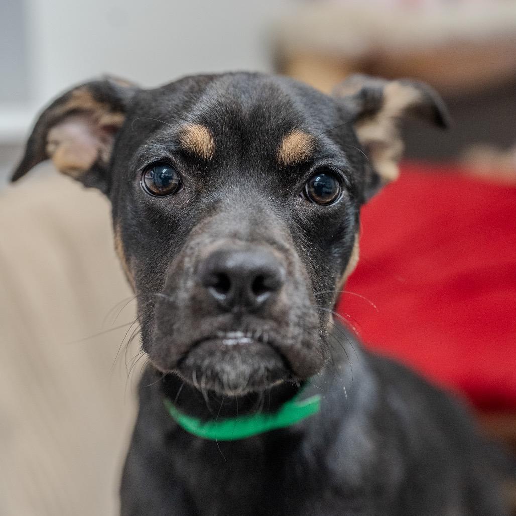 Clue, a Adoptable mixed breed in Pawling, NY image 4/6