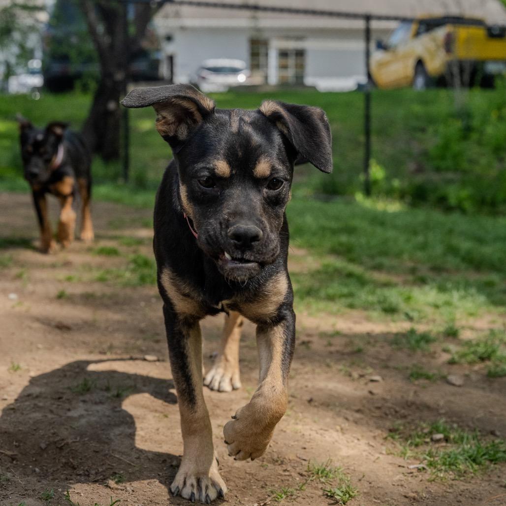 Clue, a Adoptable mixed breed in Pawling, NY image 6/6