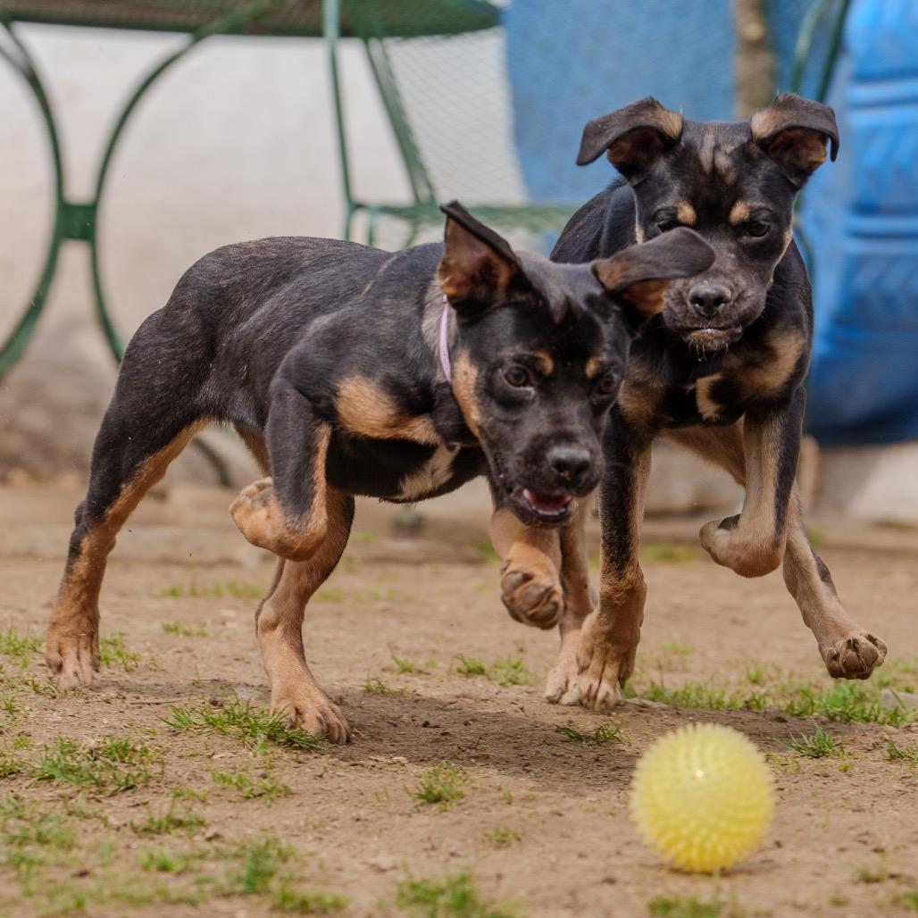Clue, a Adoptable mixed breed in Pawling, NY image 5/6