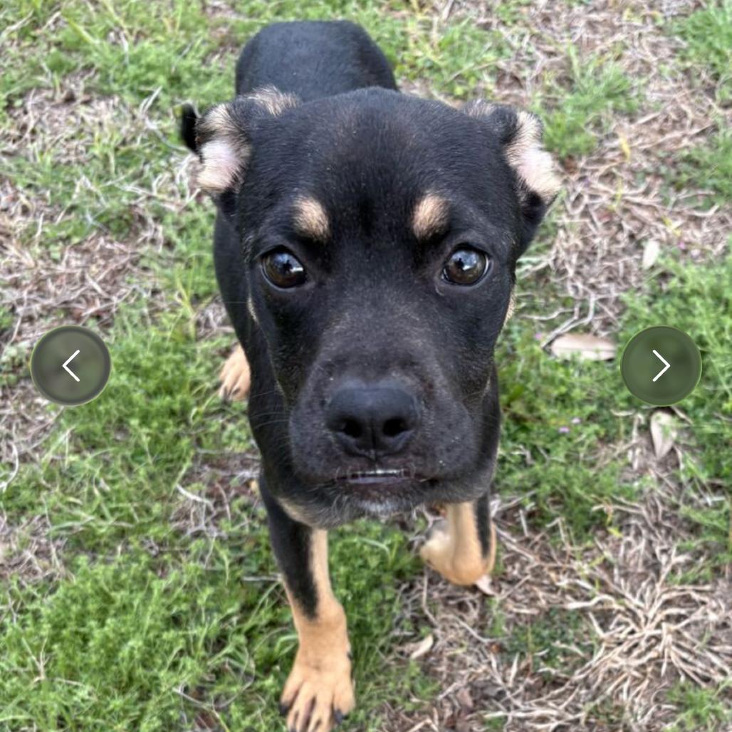 Enlarge Clue, a Adoptable mixed breed in Pawling, NY image 6/6