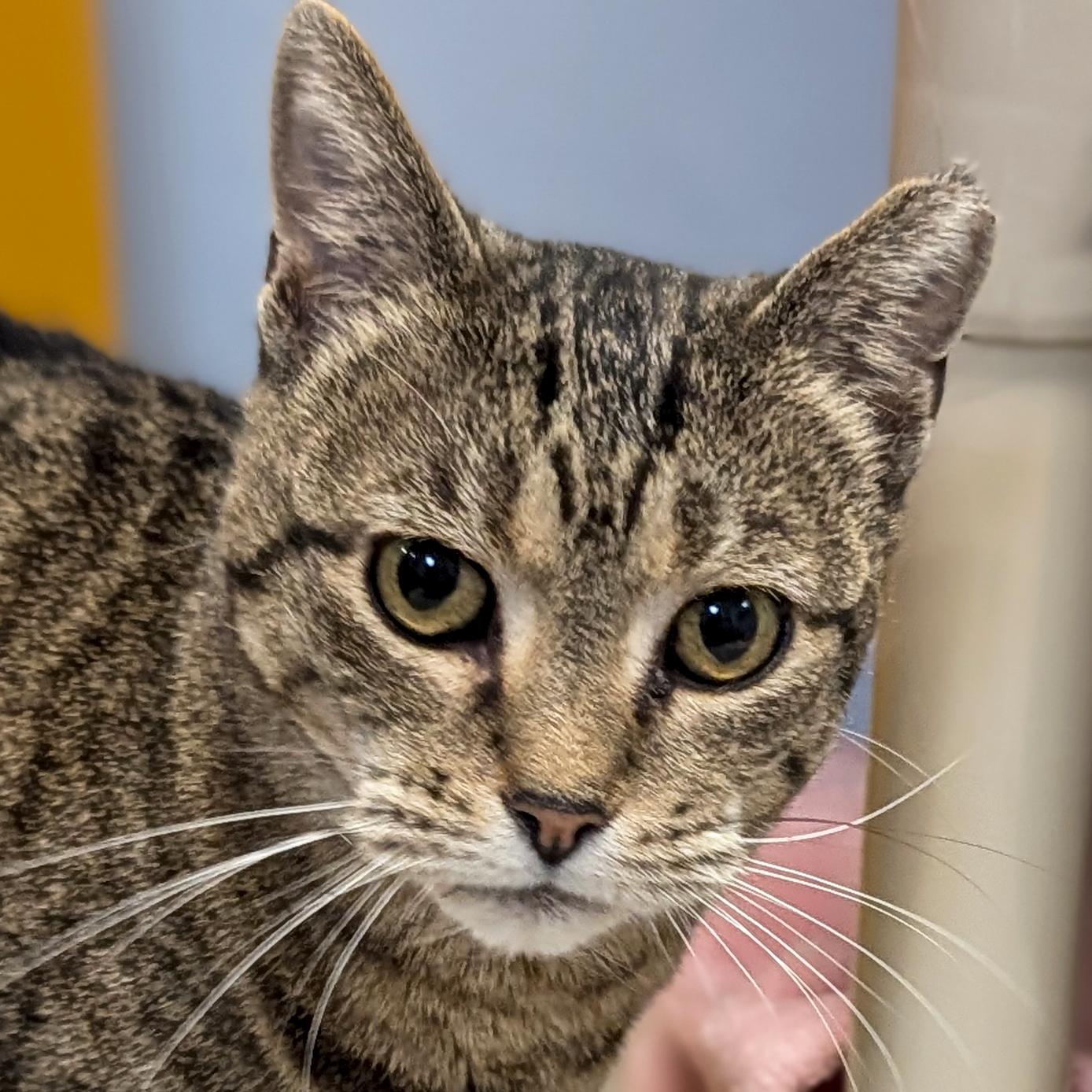 P Squared, ADOPTABLE, Adult Female Domestic Short Hair.