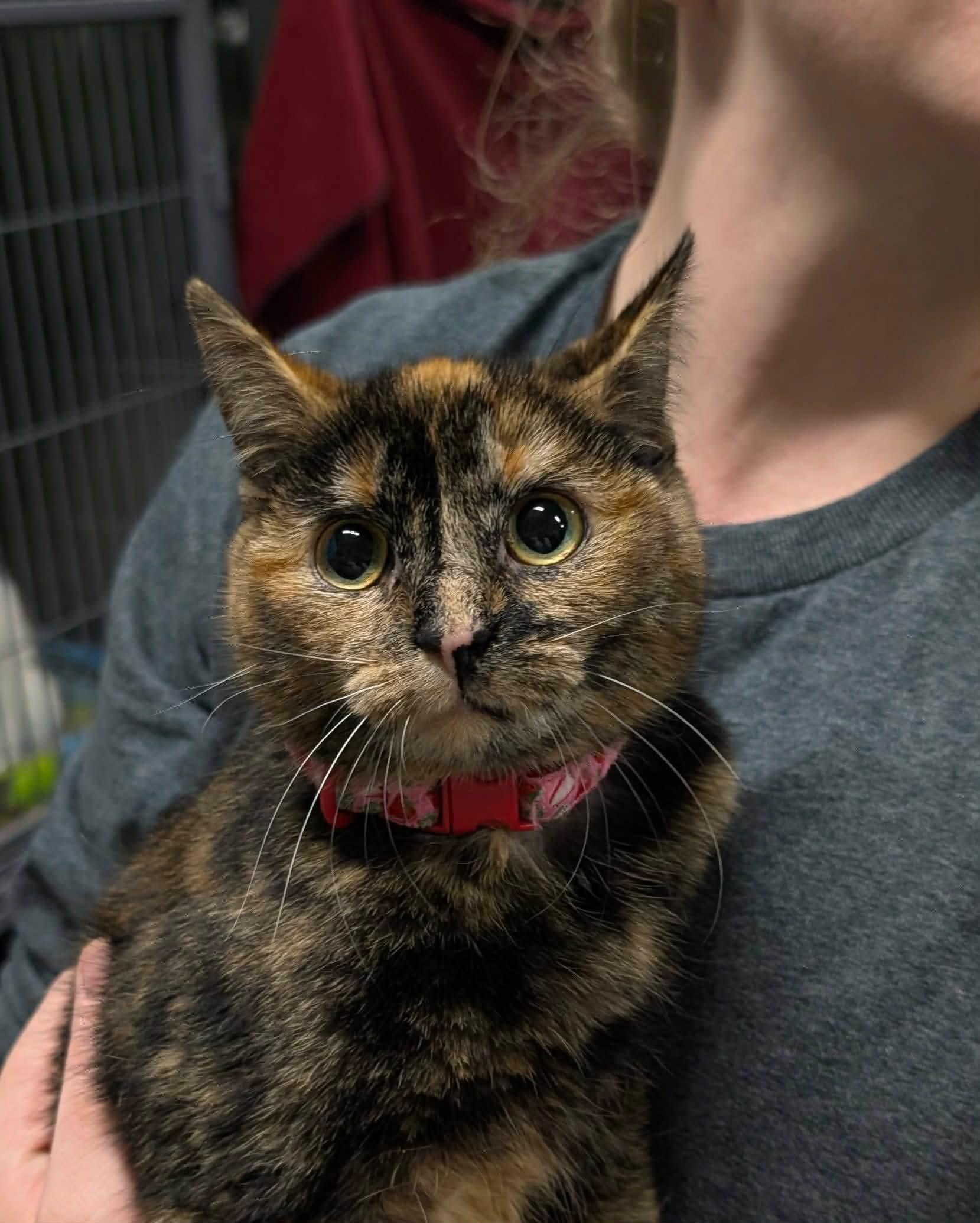 Enlarge ELLIE, an adopted Domestic Short Hair in Tillsonburg, ON image 1/2