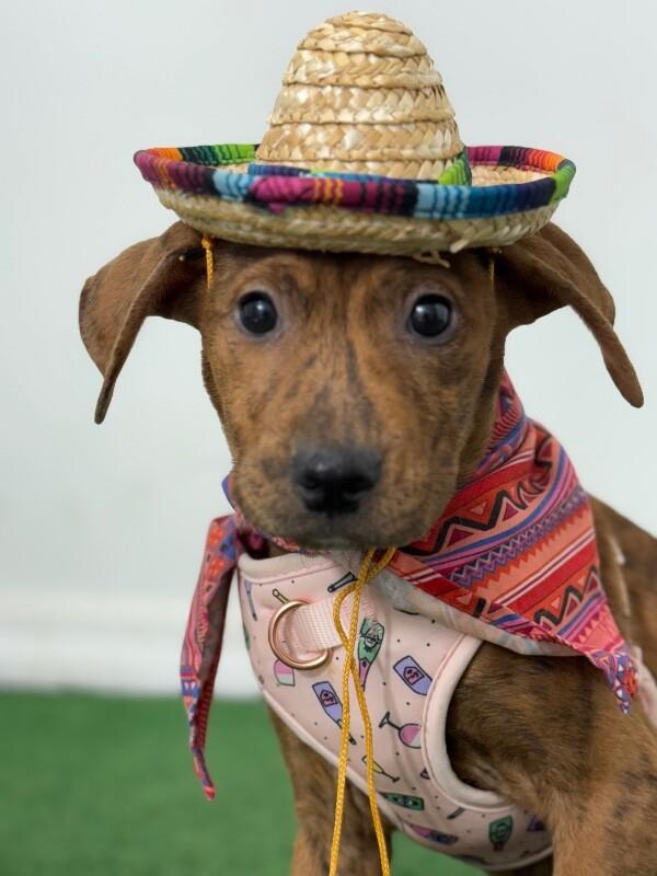 Enlarge Trixie, a Adoptable mixed breed in Sacramento, CA image 1/1