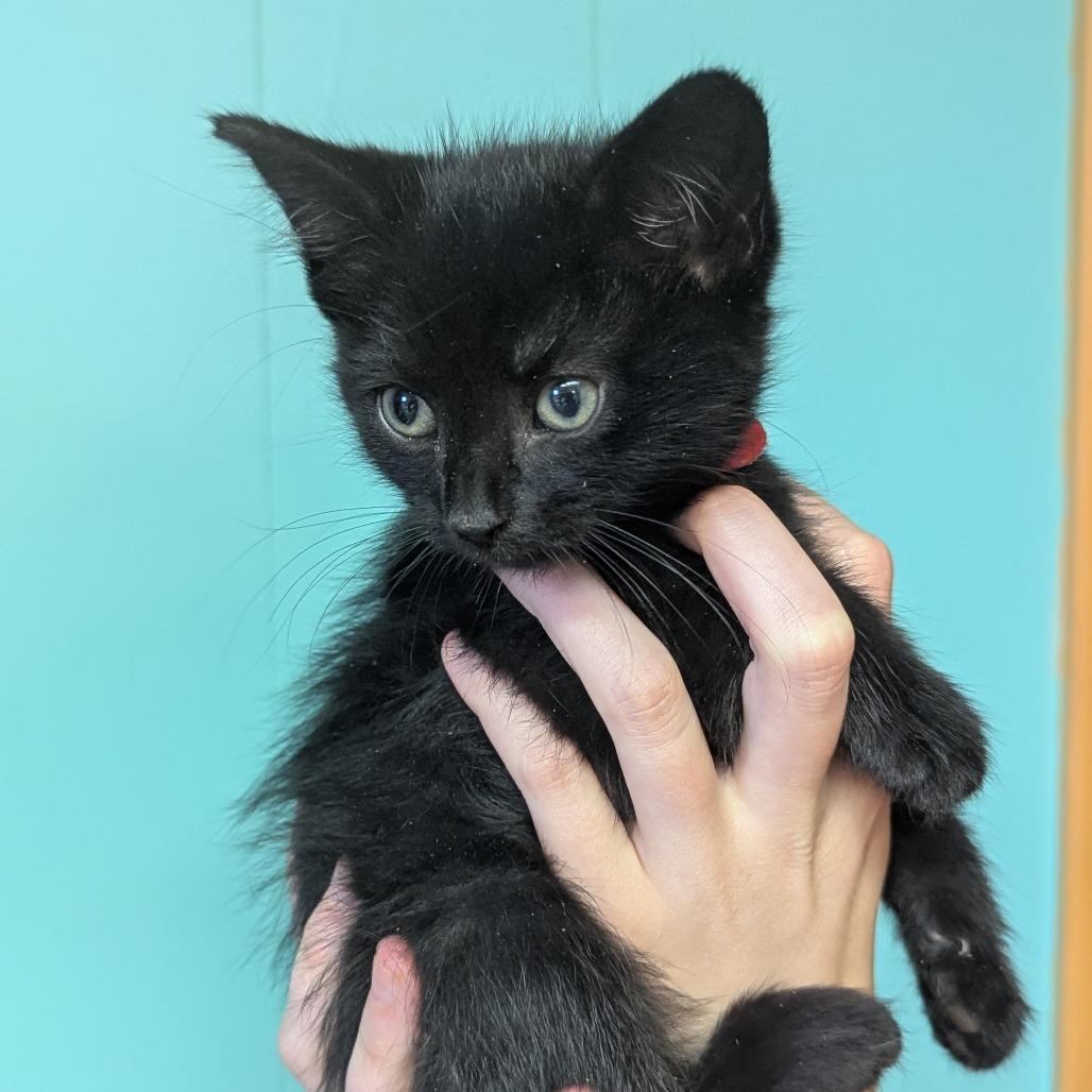 Enlarge Hex, a Adoptable Domestic Short Hair in Johnstown, PA image 2/6