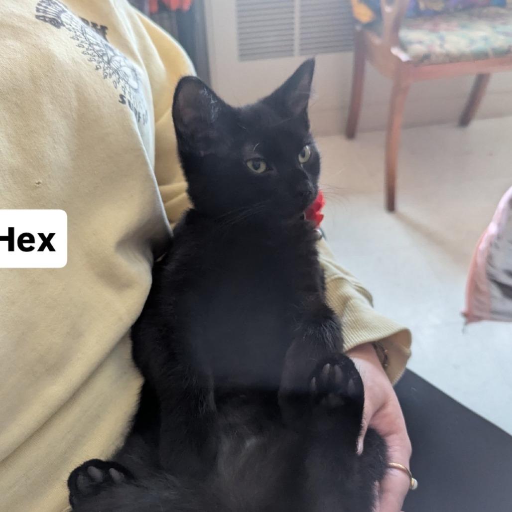 Enlarge Hex, a Adoptable Domestic Short Hair in Johnstown, PA image 4/6