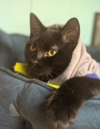 Hex, Adoptable, Kitten Male Domestic Short Hair.