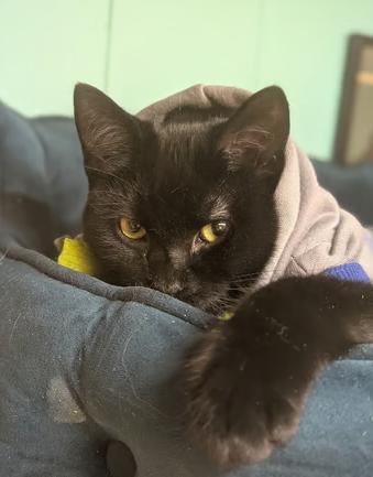 Enlarge Hex, a Adoptable Domestic Short Hair in Johnstown, PA image 5/6